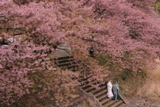 studio clori. TOKYO 新宿店_【和装】河津桜