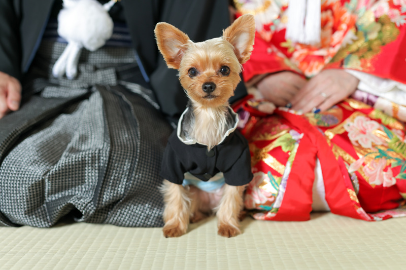 【大切なペットと一緒に♪】ペットと撮影スタジオプラン【和装でも洋装でも叶う♪】