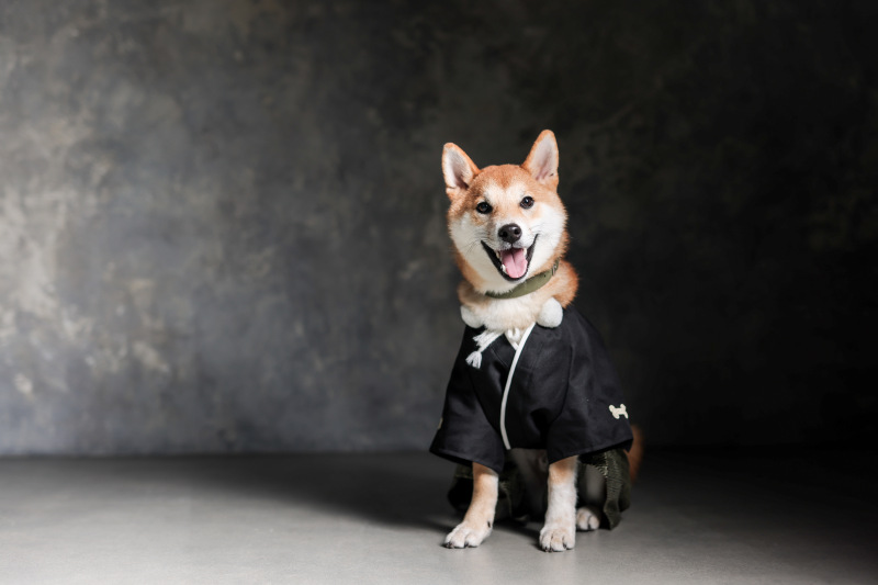 【大切なペットと一緒に♪】ペットと撮影スタジオプラン【和装でも洋装でも叶う♪】