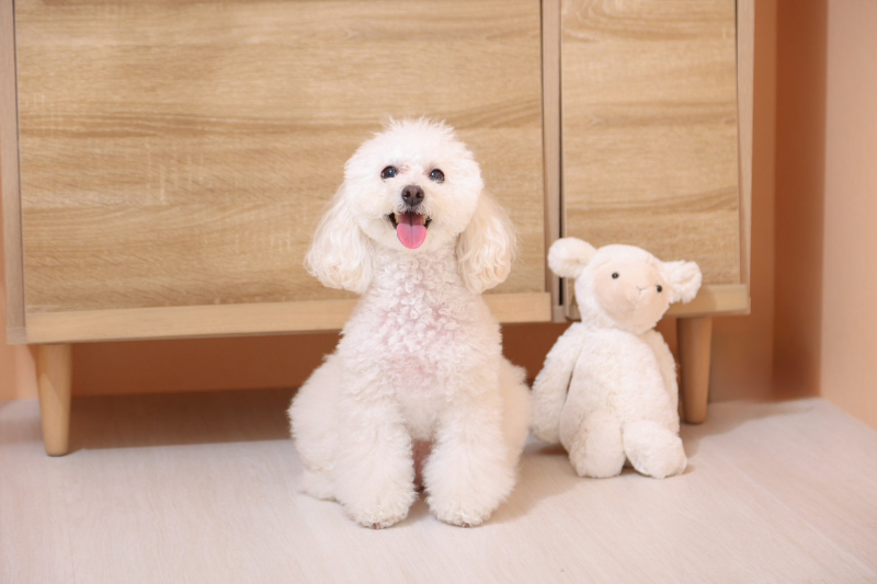 ペットとの撮影OK！