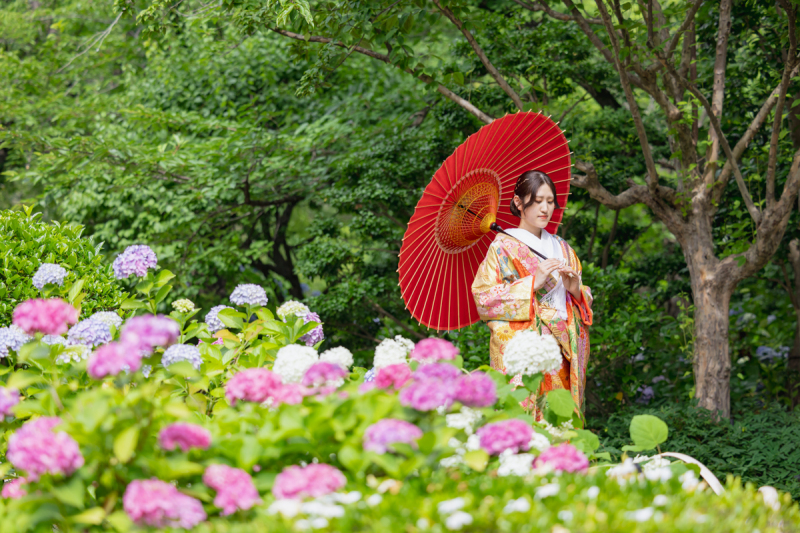 紫陽花