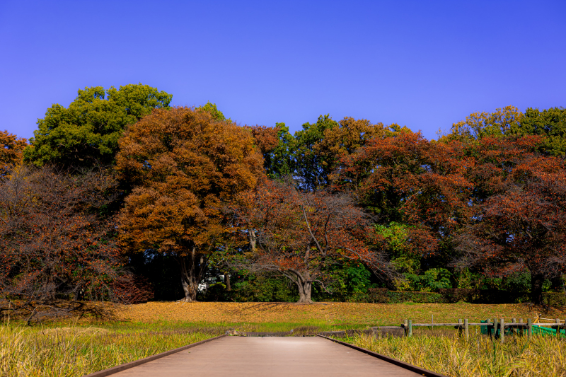 【Photorait限定】埼玉県内|公園撮影プラン|写真