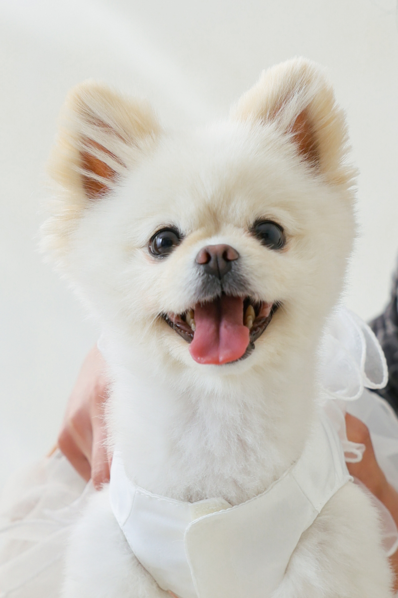 わんちゃん&ケーキ