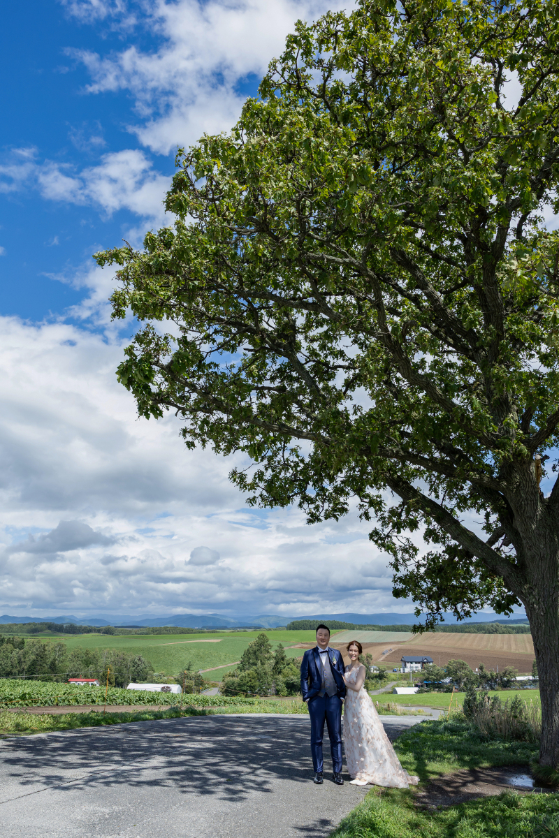 セブンスターの木
