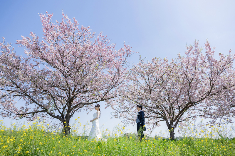 思川桜で