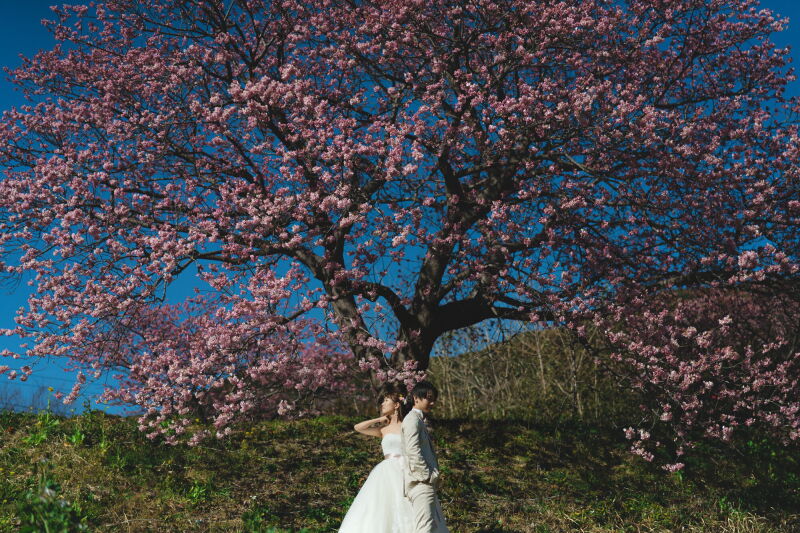 大きな桜の木の下で