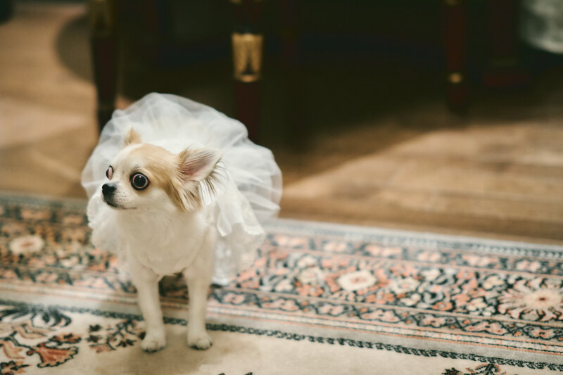 愛犬のかわいいソロショットも♪
