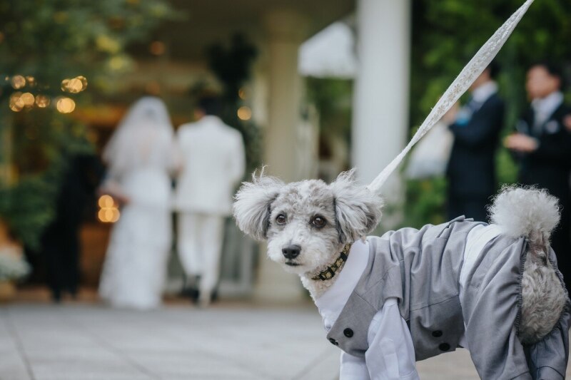 大切なペットも一緒に【大満足よくばり洋装プラン】1200坪の広大な敷地でたっぷり撮影◇ドレス2着
