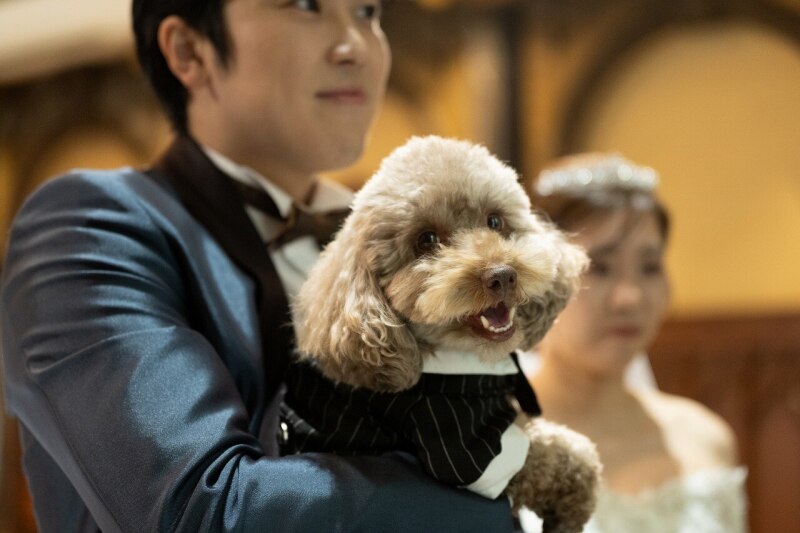 大切なペットも一緒に【大満足よくばり洋装プラン】1200坪の広大な敷地でたっぷり撮影◇ドレス2着