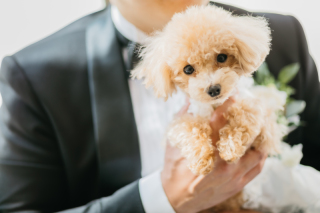 エール・フォルトゥーナ