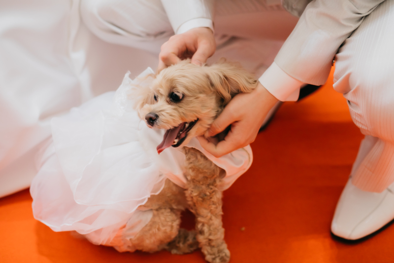 エール・フォルトゥーナ_ペットと一緒に撮影できる