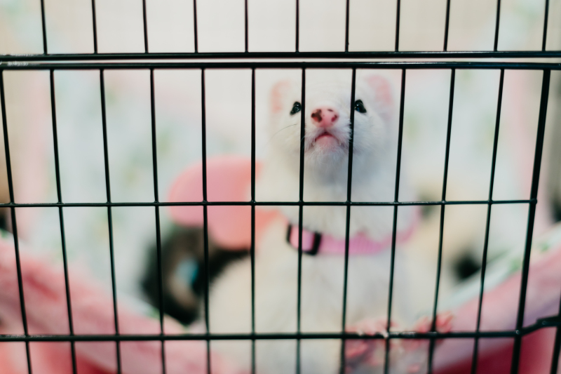 ワンちゃん以外も、ご相談ください