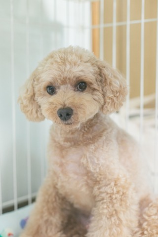 ペット連れ込み可